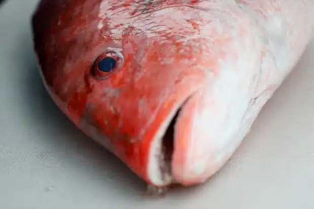 A red snapper is placed on a table and weighed for the competition during the Suncoast Ladies’ Classic at Tiki Docks Skyway Bar and Grill on July 13 in St. Petersburg. [ JEFFEREE WOO | Times ]