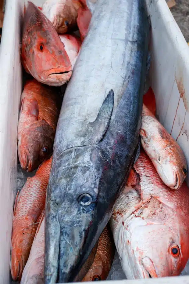 Competition fish are contained in a box during the Suncoast Ladies’ Classic at Tiki Docks Skyway Bar and Grill on July 13 in St. Petersburg. [ JEFFEREE WOO | Times ]